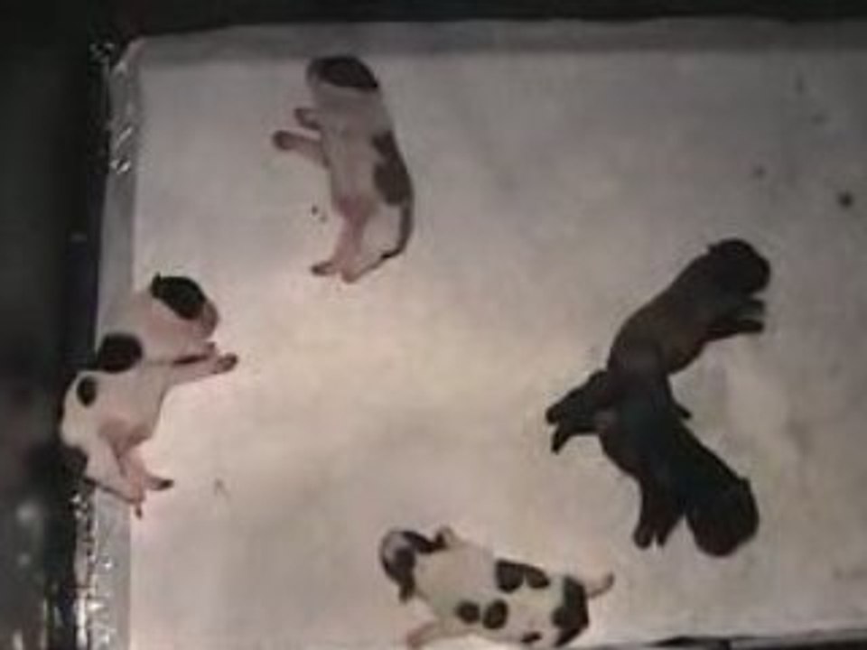 Baby'sboulis à 2jours