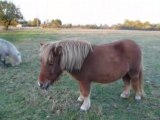 Poneys shetland  P1030637