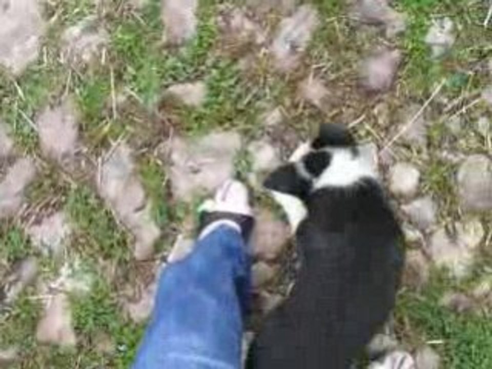 BB chiots isere 037