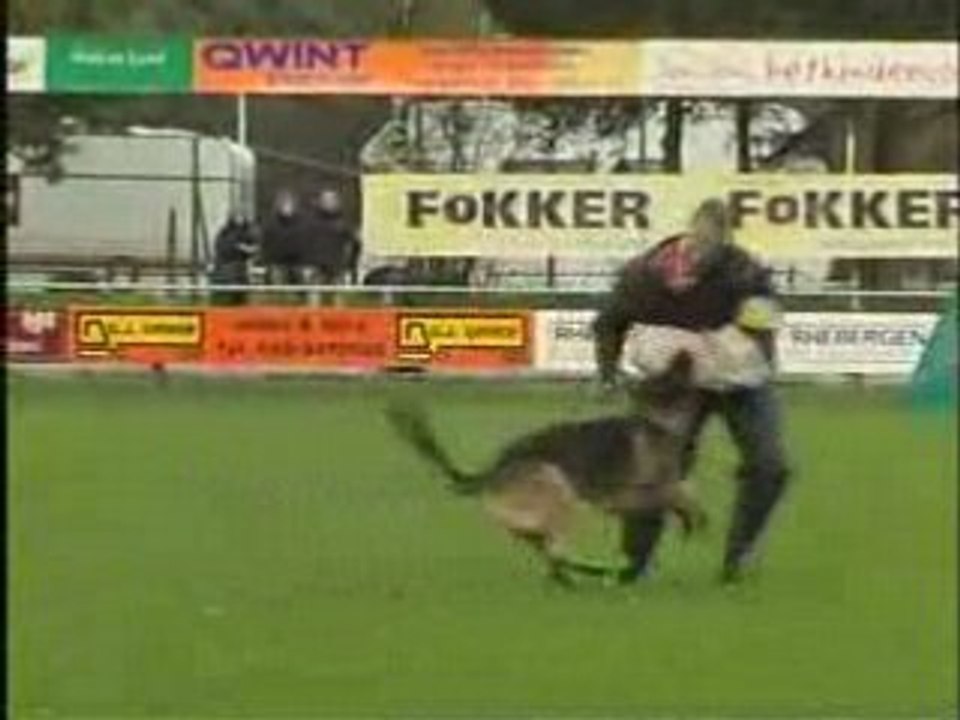 dutch championship german sheperds (reportage)