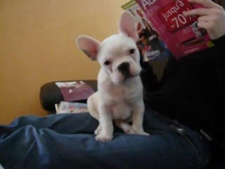 D'White, bouledogue français