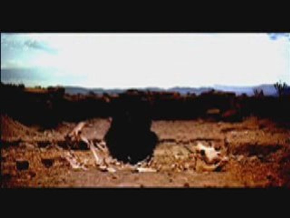 Pagode, incorrect search