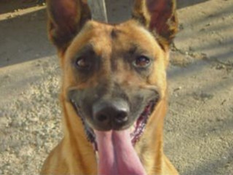 Mecberger Elvi-Schutz/Protection