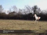 Silence du Layon, étalon pinto