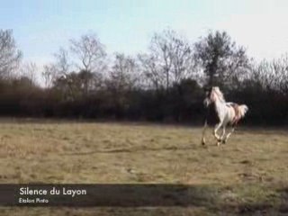 Silence du Layon, étalon pinto