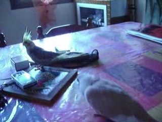 la drague de titi envers dixi