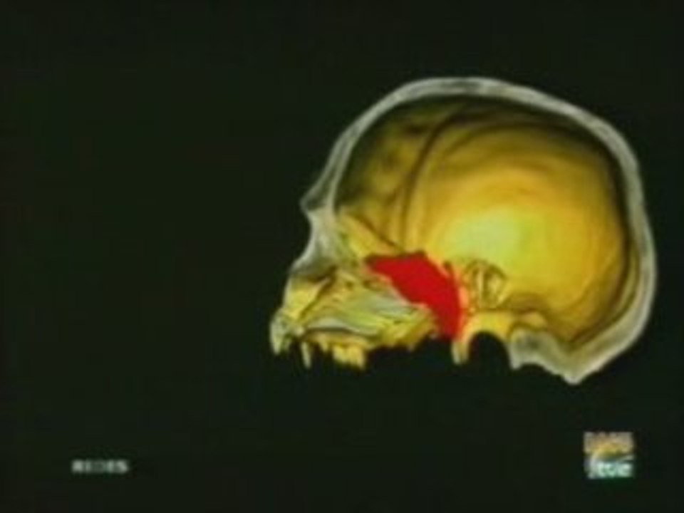 Evolucion del cerebro: Lobulo frontal