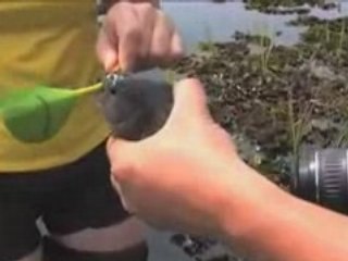 The Gap Year Extra - Piranha Fishing