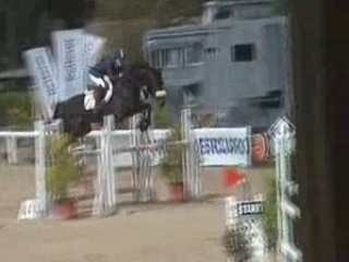 Holsteiner Horse