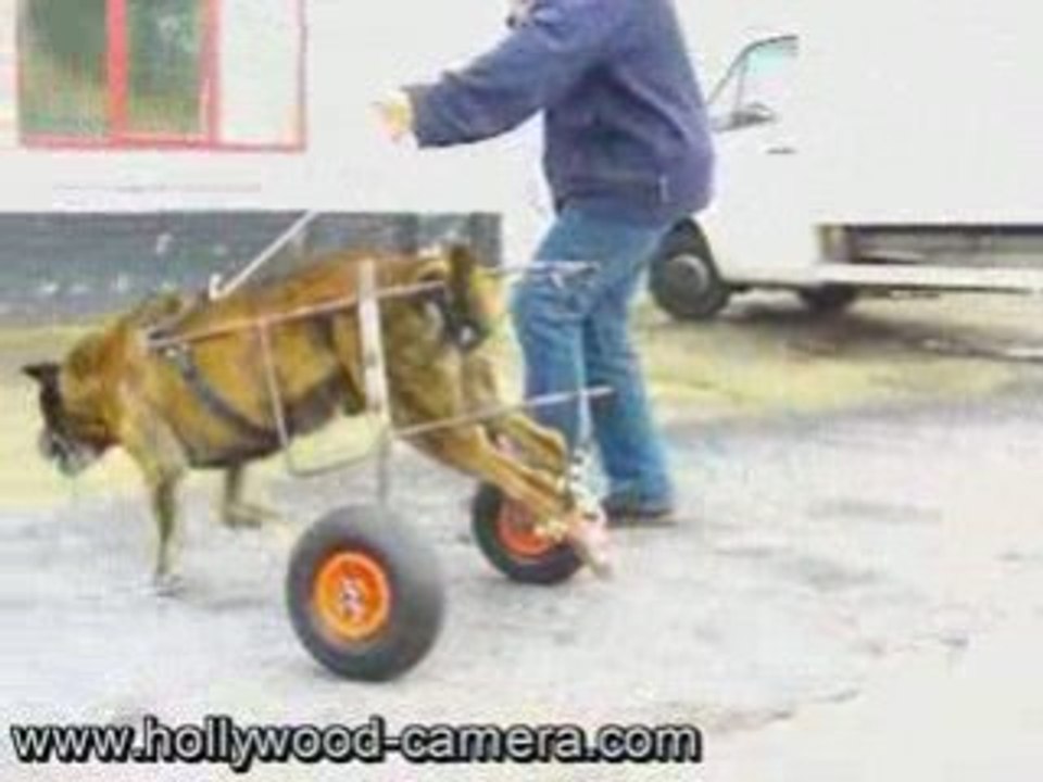 chaise roulante pour chien handicapé