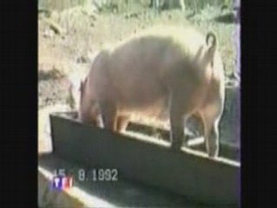 Милицейский протокол