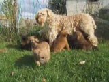 Irish Soft Coated Wheaten terrier