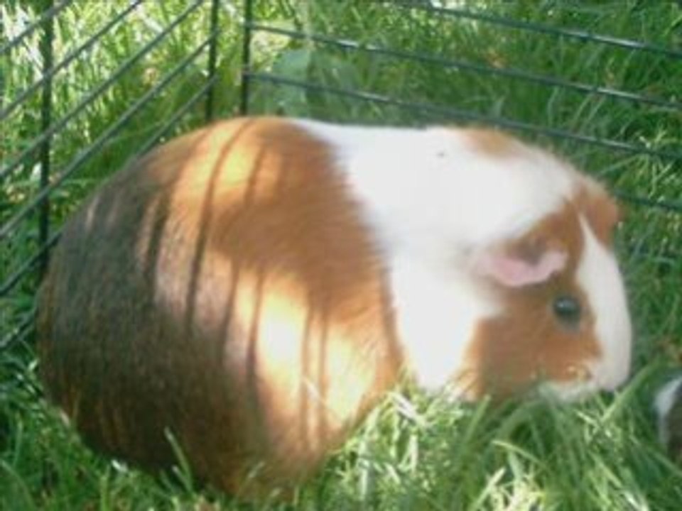 Hommage à nos bébés !