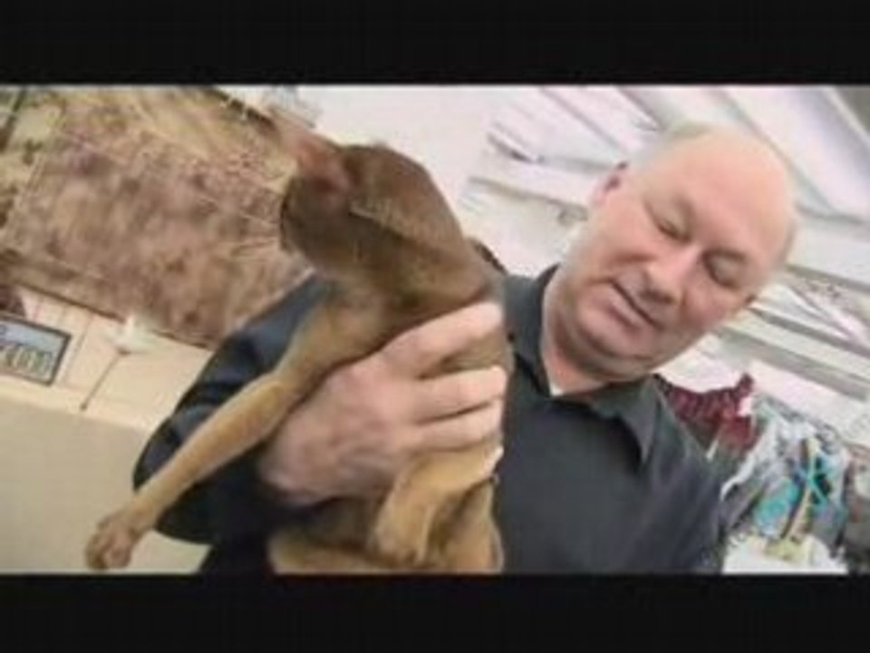 Cat Show - Cornish Rex and Basinian