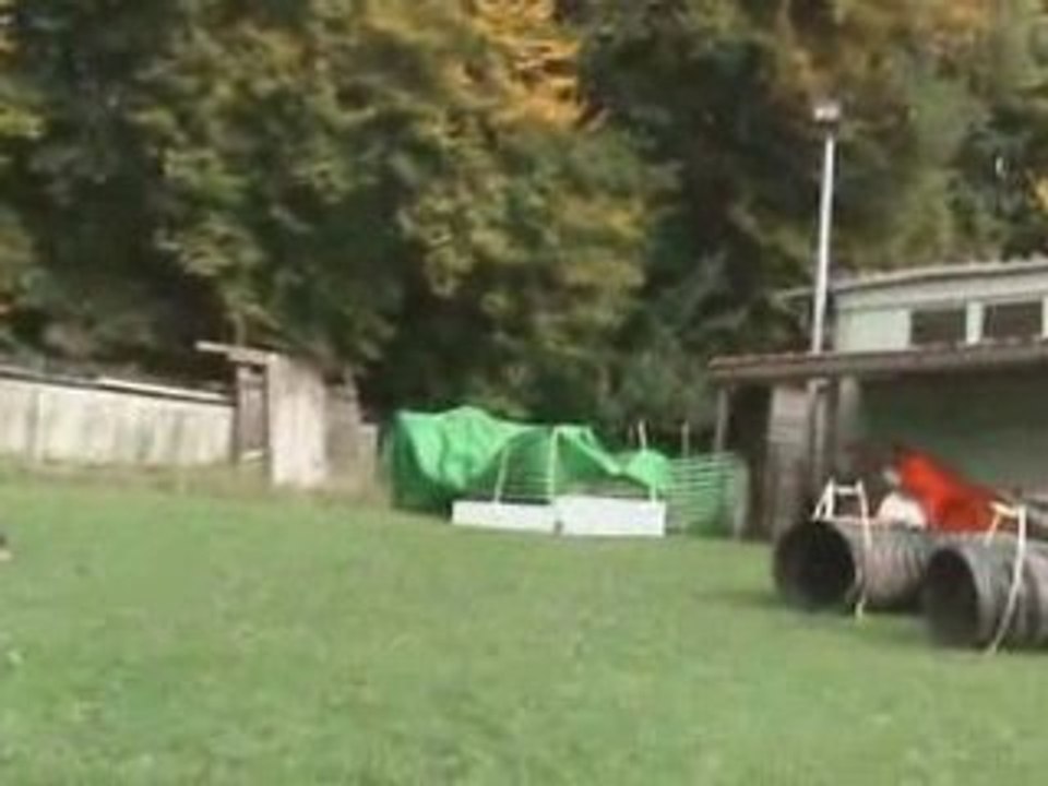 Entrainement agility Chips, Créole et Tess