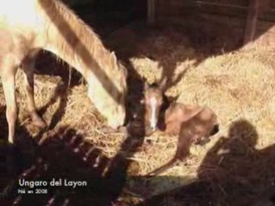 Ungaro del Layon, appaloosa Akhal téké