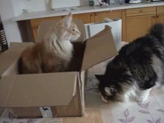 Livraison de croquettes