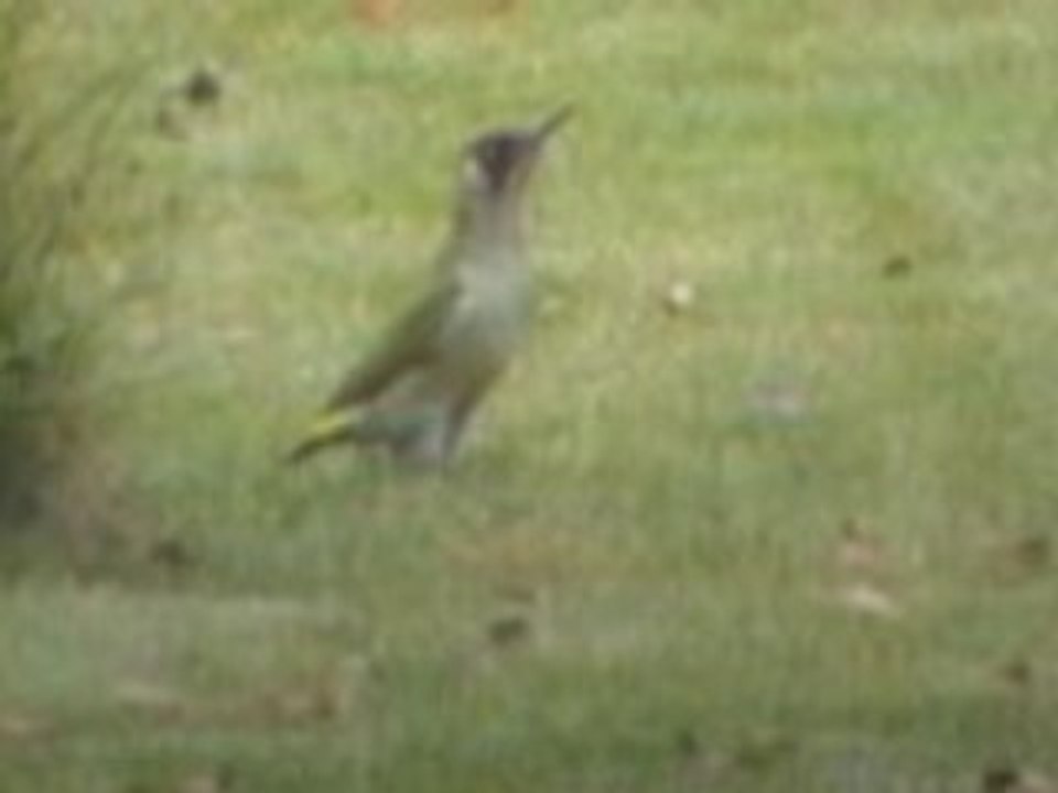 Bel oiseau!
