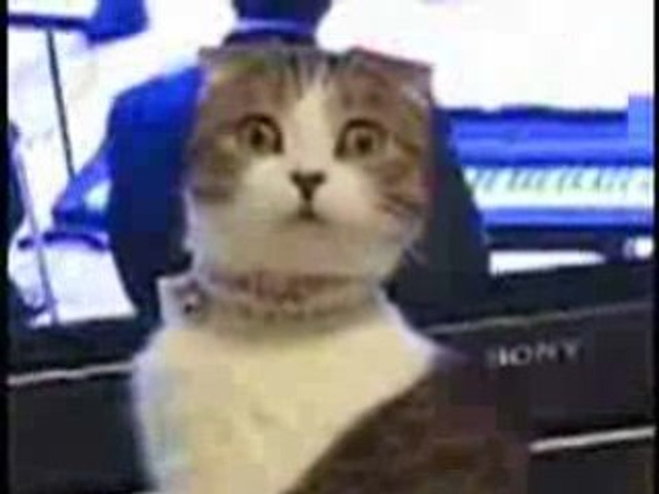 Un chat éberlué !!!