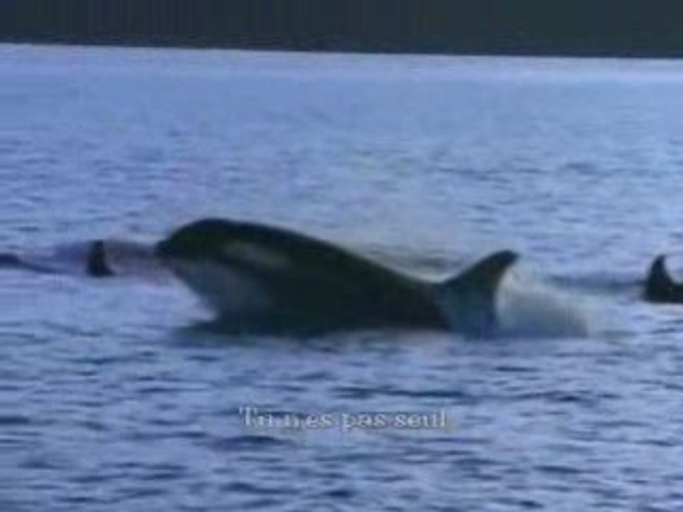 Montage video orque (lolita)