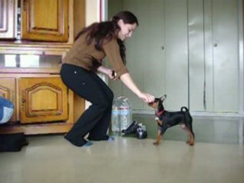 Dina, pinscher nain 3mois apprentissage obérythmée
