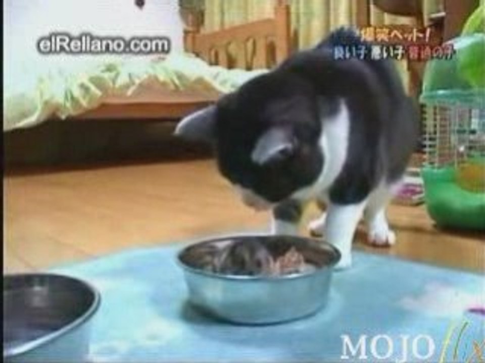 Felix et son hamstersylv