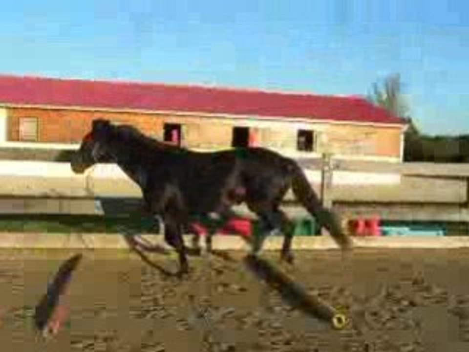 barres au sol galop