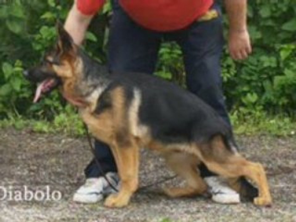 les chiens du monde du BA