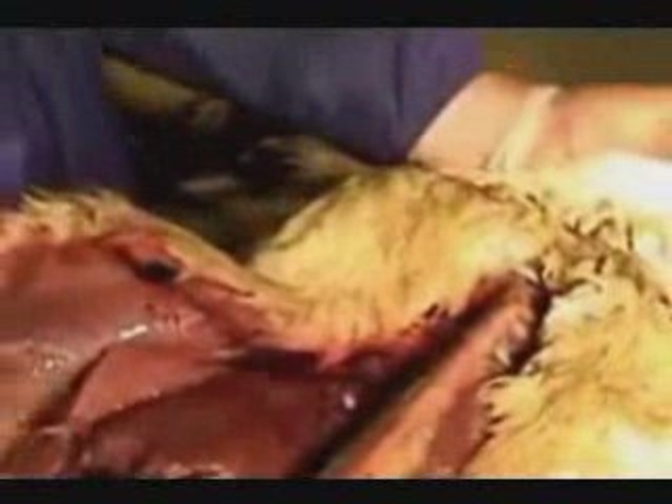 I'll Swim I'll Swim Animaux  amis des humains ?