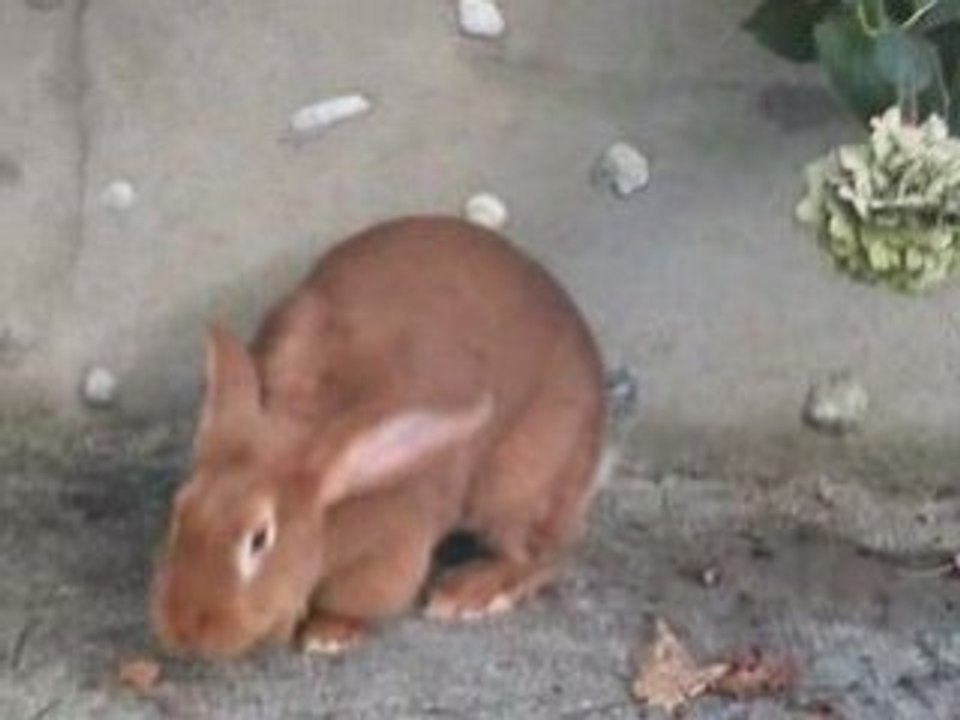 PINPIN