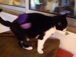 Noir blanc 031 patte oct 08