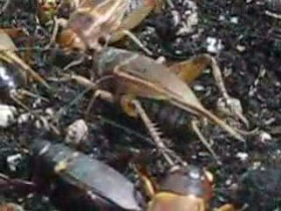 081024_3 min 15 sec de la vie de Dame Grillon