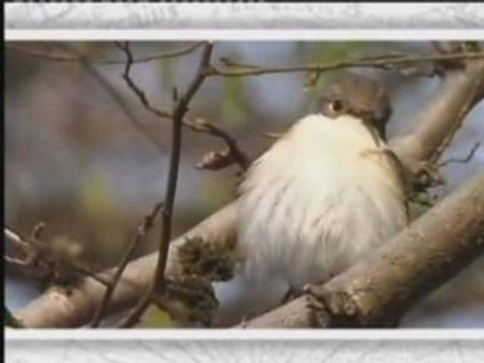 Le Gobe-mouche