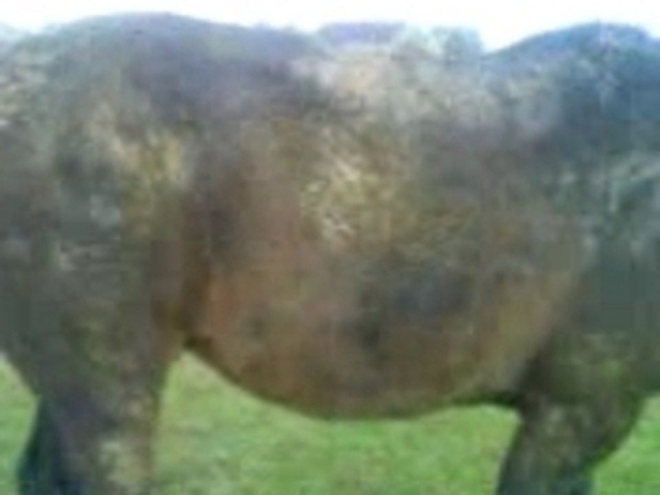 Galion art pilou mange pied