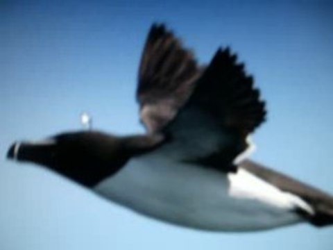 So moonkékos délire pingouins ! xD