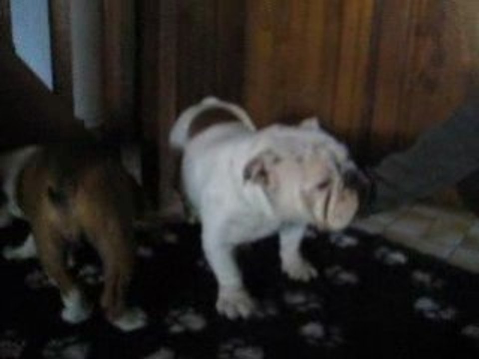 Chapline et C'stch chez l'éleveuse