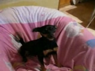 mon amour de pinscher