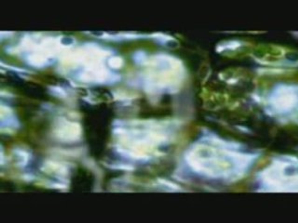 Plastic Tree - [PV] Replay