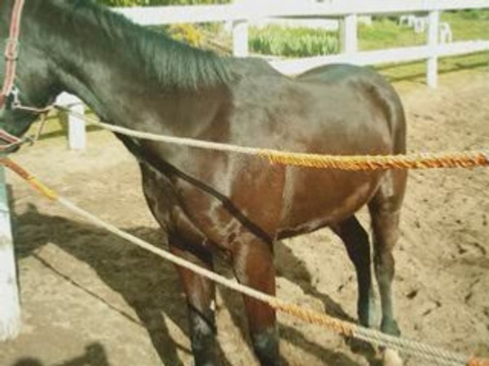 Nos amours de dadous