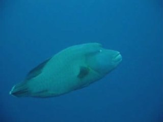 Mar vermelho -Sharm El Sheikh