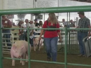 Martha Miller et le dressage de cochons (VO)