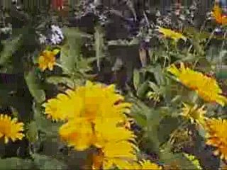 LW Cell summer activities 2008