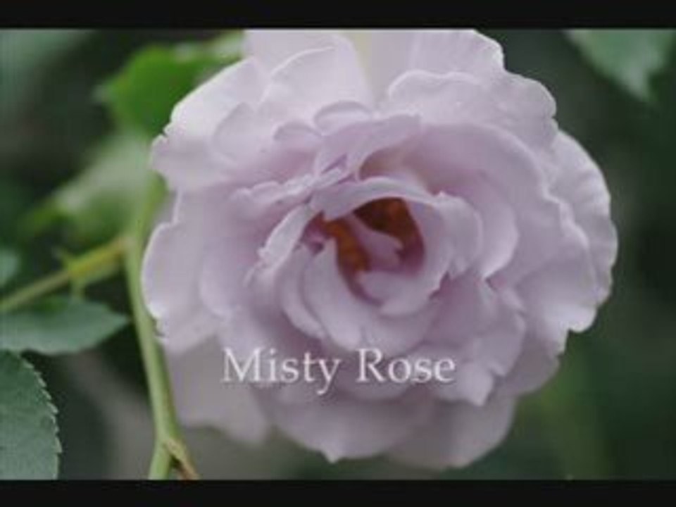 Misty - Fly Me To The Moon - Hachidai Nakamura