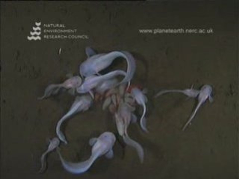 Des poissons vivant dans les abysses