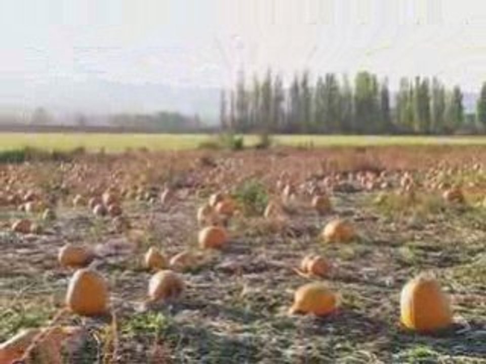 PICK UP PUMPKIN I