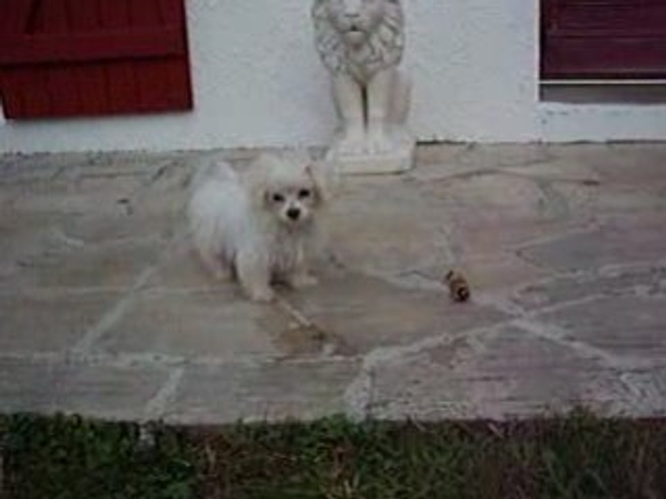 Dolly joue