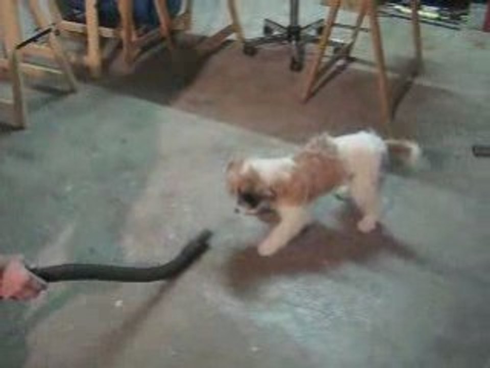 Parson Russell Terrier . Video 4