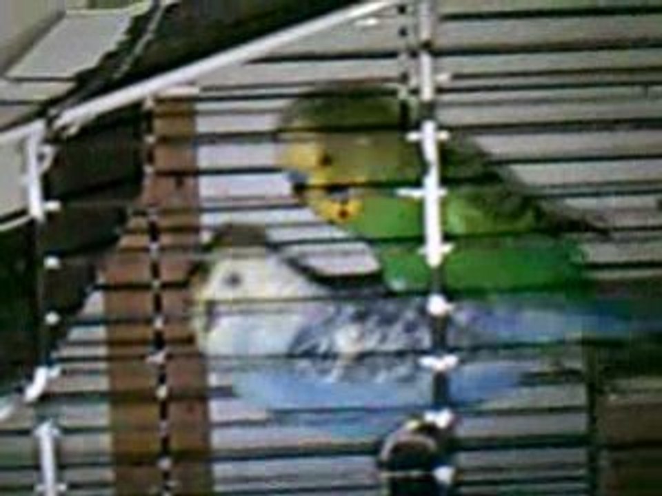 Accouplement de perruches ondulées 4