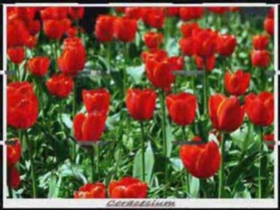Enes ergin