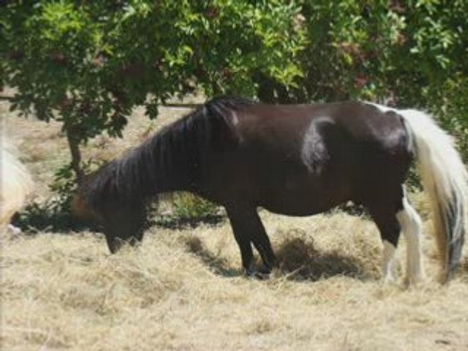 Tous les poneys de Lavazière!!!